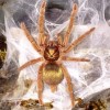 TARANTULA